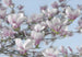 Komar Magnolia Fotobehang 368x254cm | Yourdecoration.nl