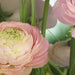 Komar Gentle Rose Fotobehang 368x254cm | Yourdecoration.nl