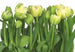 Komar Tulips Fotobehang 368x254cm | Yourdecoration.nl