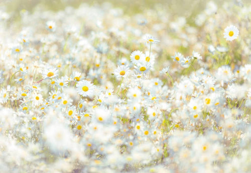 Komar Daisies Fotobehang 368x254cm | Yourdecoration.nl