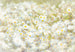 Komar Daisies Fotobehang 368x254cm | Yourdecoration.nl