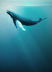 Komar Vlies Fotobehang Iax4 0045 Artsy Humpback Whale | Yourdecoration.nl