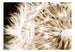 Fotobehang - Dandelion Sepia - Vliesbehang