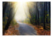 Fotobehang - Road Through the Forest - Vliesbehang