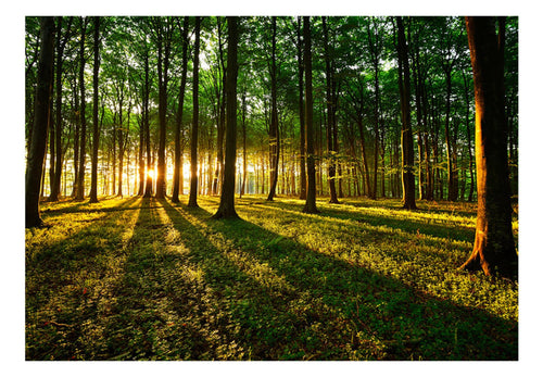 Fotobehang - Spring Morning in the Forest - Vliesbehang