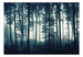 Fotobehang - Dark Forest - Vliesbehang