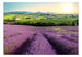 Fotobehang - Lavender Field - Vliesbehang