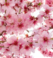 Dimex Apple Blossom Fotobehang 225x250cm 3 banen | Yourdecoration.nl