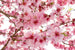 Dimex Apple Blossom Fotobehang 375x250cm 5 banen | Yourdecoration.nl