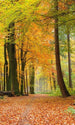 Dimex Autumn Forest Fotobehang 150x250cm 2 banen | Yourdecoration.nl