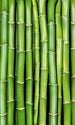 Dimex Bamboo Fotobehang 150x250cm 2 banen | Yourdecoration.nl