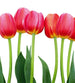 Dimex Bed of Tulips Fotobehang 225x250cm 3 banen | Yourdecoration.nl