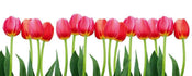 Dimex Bed of Tulips Fotobehang 375x150cm 5 banen | Yourdecoration.nl