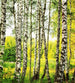 Dimex Birch Forest Fotobehang 225x250cm 3 banen | Yourdecoration.nl