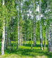 Dimex Birch Grow Fotobehang 225x250cm 3 banen | Yourdecoration.nl