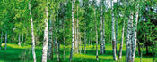 Dimex Birch Grow Fotobehang 375x150cm 5 banen | Yourdecoration.nl