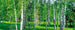 Dimex Birch Grow Fotobehang 375x150cm 5 banen | Yourdecoration.nl