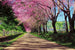 Dimex Blossom Alley Fotobehang 375x250cm 5 banen | Yourdecoration.nl