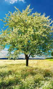 Dimex Blossom Tree Fotobehang 150x250cm 2 banen | Yourdecoration.nl