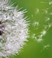 Dimex Blowing Dandelion Fotobehang 225x250cm 3 banen | Yourdecoration.nl