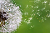 Dimex Blowing Dandelion Fotobehang 375x250cm 5 banen | Yourdecoration.nl