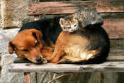 Dimex Cat and Dog Fotobehang 375x250cm 5 banen | Yourdecoration.nl