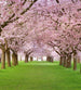 Dimex Cherry Trees Fotobehang 225x250cm 3 banen | Yourdecoration.nl