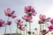 Dimex Cosmos Flowers Fotobehang 375x250cm 5 banen | Yourdecoration.nl