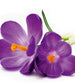 Dimex Crocus Fotobehang 225x250cm 3 banen | Yourdecoration.nl