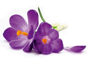 Dimex Crocus Fotobehang 375x250cm 5 banen | Yourdecoration.nl