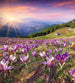 Dimex Crocuses at Spring Fotobehang 225x250cm 3 banen | Yourdecoration.nl