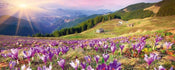 Dimex Crocuses at Spring Fotobehang 375x150cm 5 banen | Yourdecoration.nl