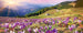 Dimex Crocuses at Spring Fotobehang 375x150cm 5 banen | Yourdecoration.nl