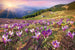 Dimex Crocuses at Spring Fotobehang 375x250cm 5 banen | Yourdecoration.nl