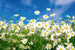 Dimex Daisies Fotobehang 375x250cm 5 banen | Yourdecoration.nl