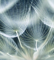 Dimex Dandelion Macro Fotobehang 225x250cm 3 banen | Yourdecoration.nl