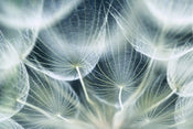 Dimex Dandelion Macro Fotobehang 375x250cm 5 banen | Yourdecoration.nl