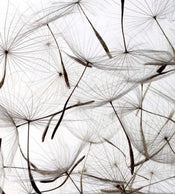 Dimex Dandelion Seeds Fotobehang 225x250cm 3 banen | Yourdecoration.nl