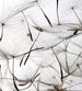 Dimex Dandelion Seeds Fotobehang 225x250cm 3 banen | Yourdecoration.nl