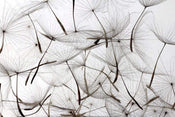 Dimex Dandelion Seeds Fotobehang 375x250cm 5 banen | Yourdecoration.nl