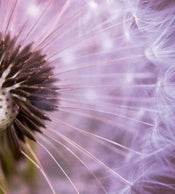 Dimex Dandelion Fotobehang 225x250cm 3 banen | Yourdecoration.nl