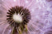 Dimex Dandelion Fotobehang 375x250cm 5 banen | Yourdecoration.nl