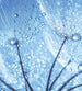 Dimex Dandelion Water Drops Fotobehang 225x250cm 3 banen | Yourdecoration.nl