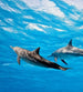 Dimex Dolphins Fotobehang 225x250cm 3 banen | Yourdecoration.nl