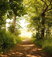 Dimex Forest Path Fotobehang 225x250cm 3 banen | Yourdecoration.nl