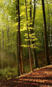 Dimex Forest Fotobehang 150x250cm 2 banen | Yourdecoration.nl