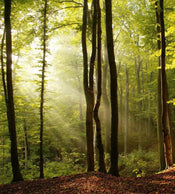 Dimex Forest Fotobehang 225x250cm 3 banen | Yourdecoration.nl