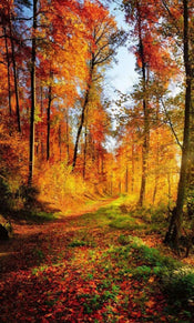 Dimex Forest Walk Fotobehang 150x250cm 2 banen | Yourdecoration.nl