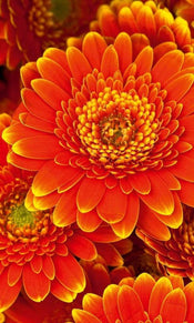 Dimex Gerbera Fotobehang 150x250cm 2 banen | Yourdecoration.nl