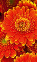 Dimex Gerbera Fotobehang 150x250cm 2 banen | Yourdecoration.nl